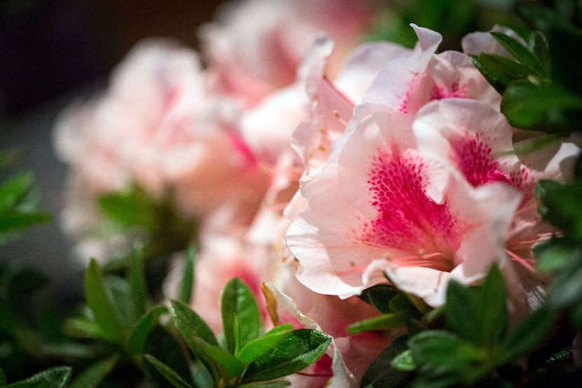 "Autumn Chiffon" azalea (G.J. McCarthy/The Dallas Morning News)
