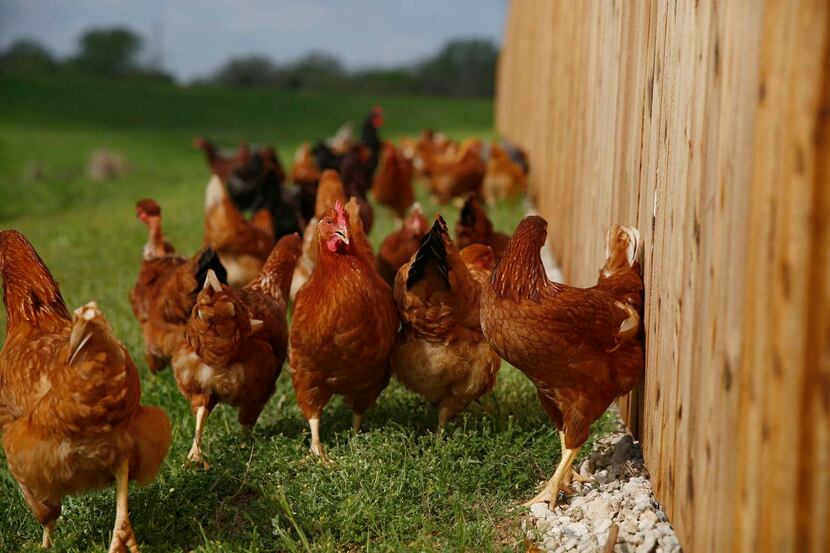 Some of Bonton Farm-Works’   chickens explored their new surroundings this week. The hens...