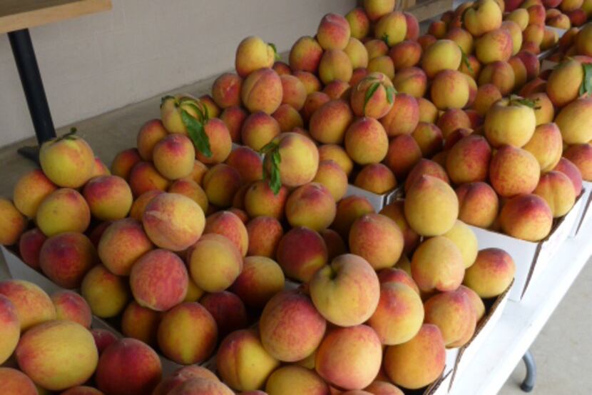 
The 53rd annual Stonewall Peach Jamboree and Rodeo celebrates the 2014 peach harvest in...