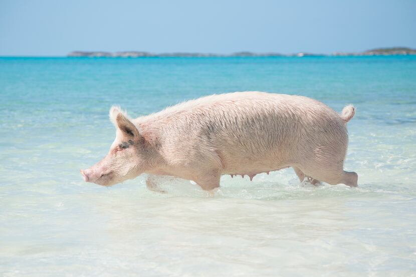 Several residents of Pig Beach died last year, possibly the result of a mysterious virus or...
