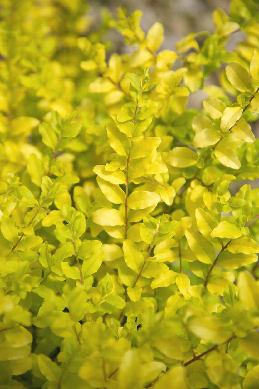 ‘Sunshine’ ligustrum