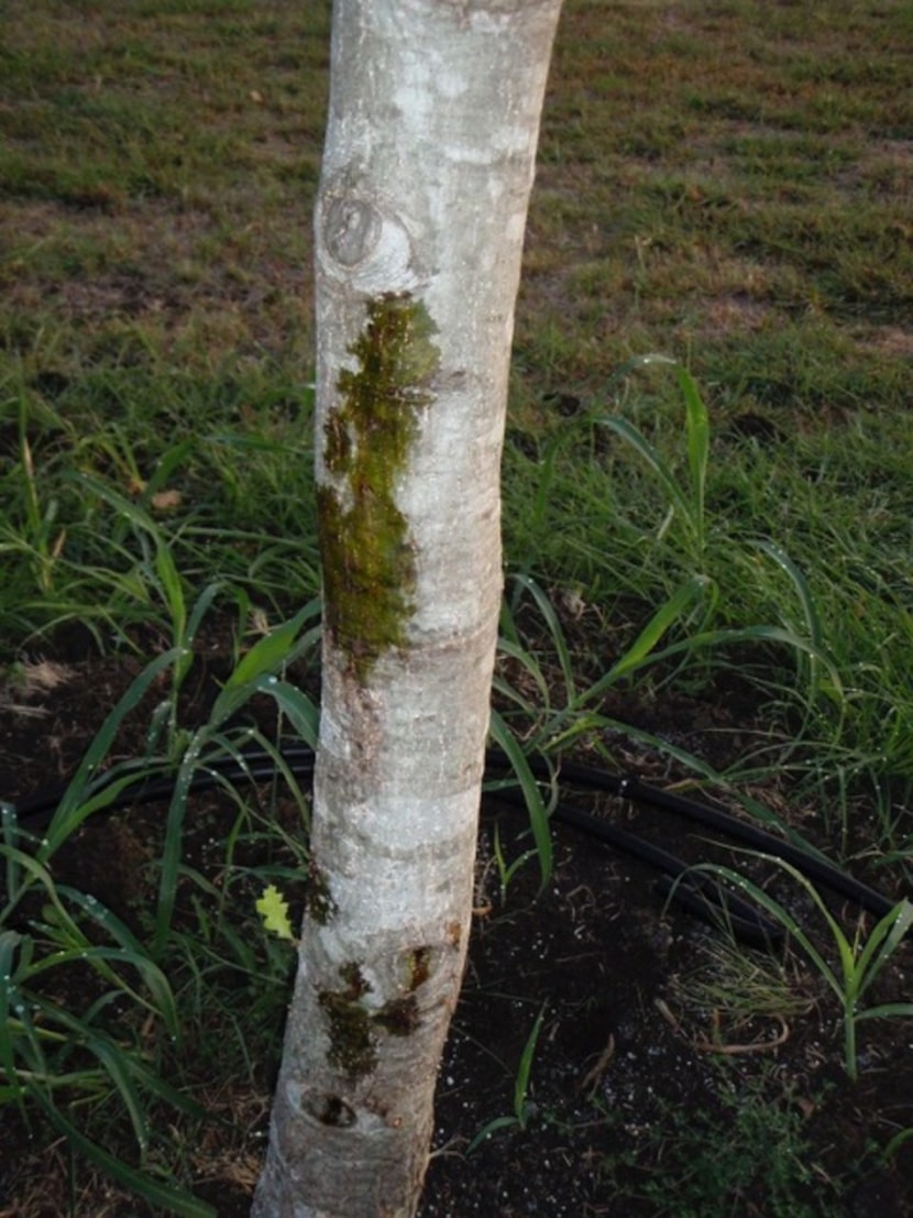 Borers at work in a young tree. 