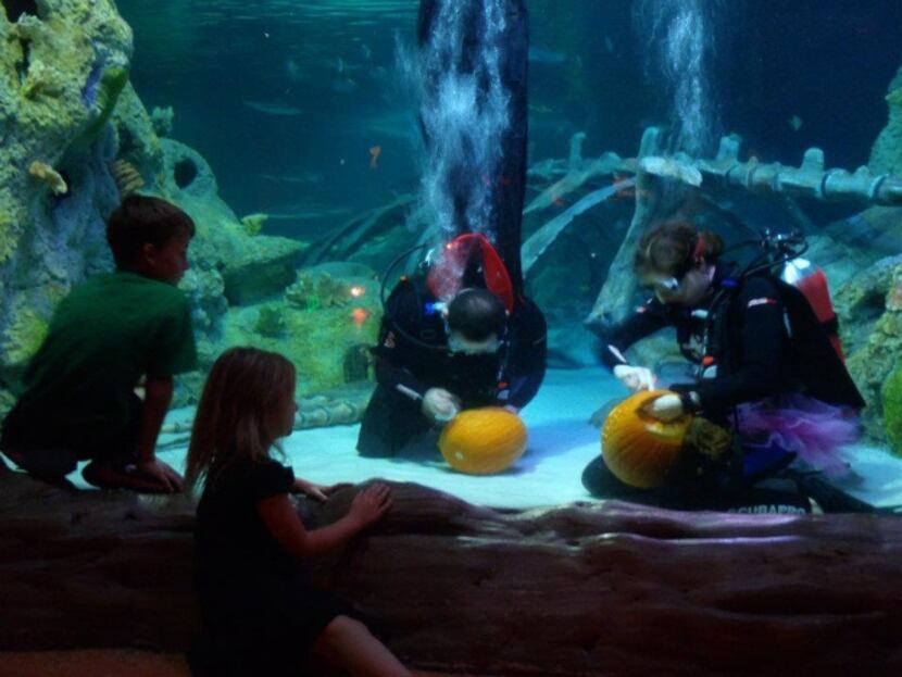 Come learn scary fish facts, watch underwater pumpkin carving and have more frightful fun at...