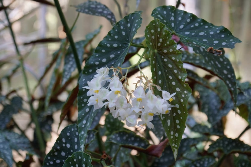 Angel wing begonias generally have slightly quilted leaves.