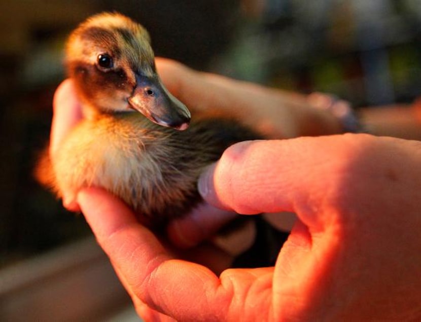 
George is far from the only feathered friend at Gecko Hardware, which also sells chicks and...