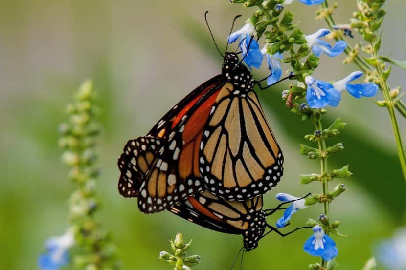 En su camino de México a Canadá, las mariposas harán una escala en Texas, donde medran del...
