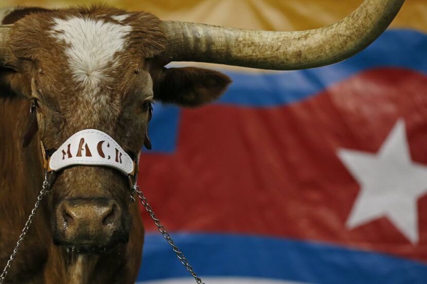 Bevo wears a halter with the name of Mack Brown on it during the first half of  the Valero...
