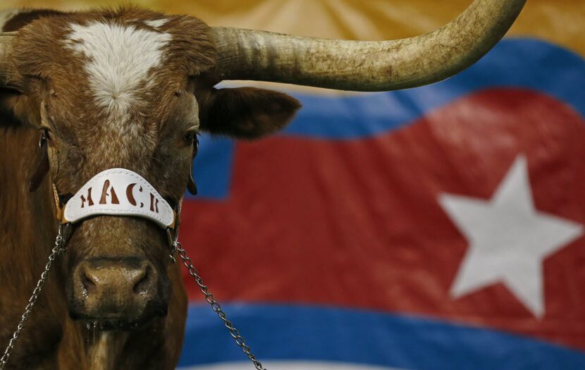 Bevo wears a halter with the name of Mack Brown on it during the first half of  the Valero...