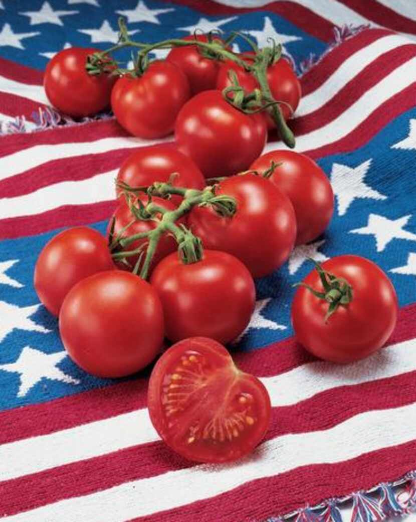 
‘Fourth of July’ is a Campari-size tomato. 
