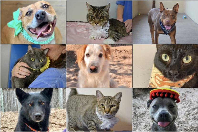 Meet the animals ready for adoption in Collin County and Frisco.