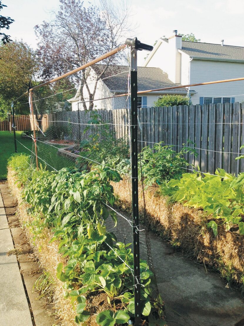 
Using T-posts and wire to support climbing plants such as tomatoes or cucumbers makes a...