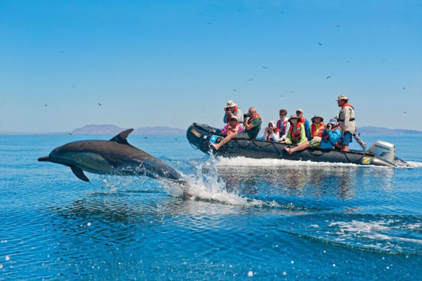 Baja California aboard the National Geographic Sea Bird, April 2012.