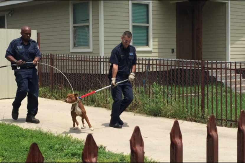 Agentes de control de animales capturan un perro que presuntamente mordió a un hombre la...