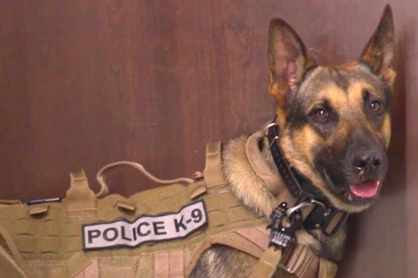 Hondo, the Richardson Police Department's new K9, is shown in a July 16, 2021 video.