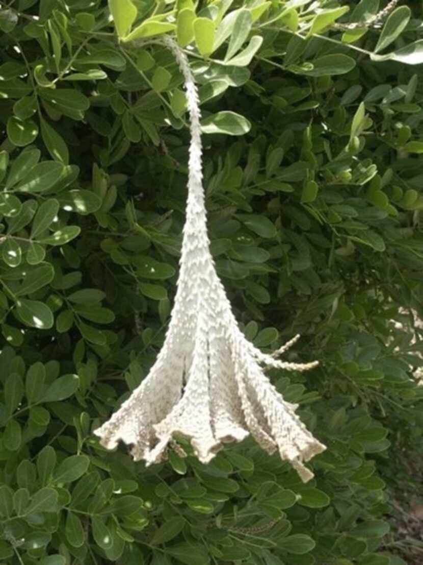 A fasciation deformation is shown here on Texas mountain laurel.