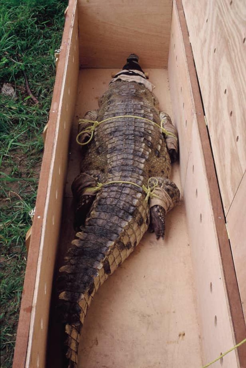 Autoridades de Profauna, en Venezuela, trasladaron al cocodrilo Juancho en una camioneta en...