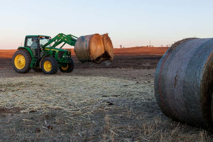 Max Ebeling of Eden, Texas unloads hay bales on the Shaller Ranch after all 10,000 acres of...