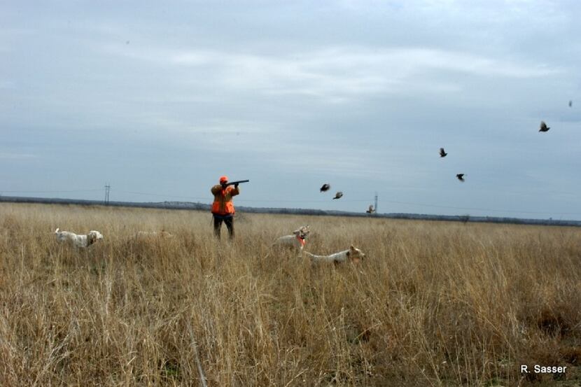 The best advice for quail hunters is to hustle to the dogs when they go on point. Otherwise,...