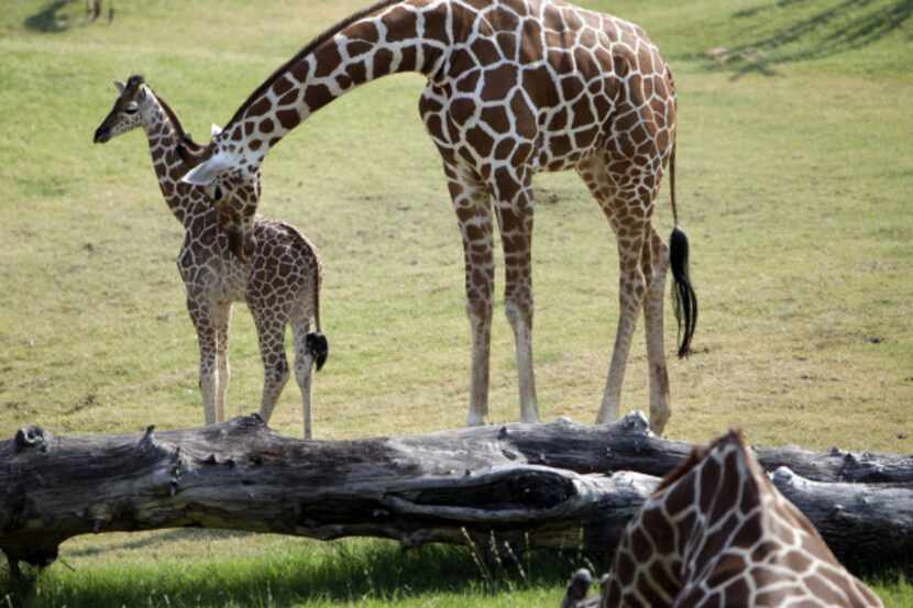 Mother giraffe Katie nuzzles baby giraffe Jamie at the Dallas Zoo. Jamie was named after...
