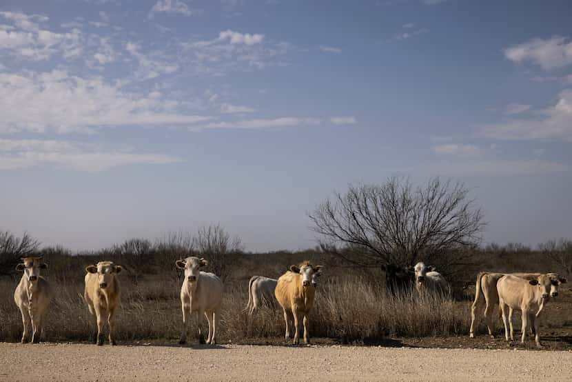 Cattle are a big part of the Briscoe Ranch legacy. 