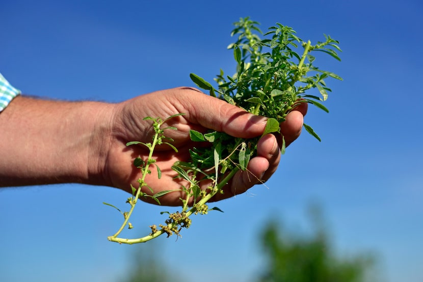 A handful of amaranth foraged by Daniel Cunningham