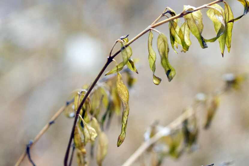 Sustained below-freezing temperatures can kill winter color on some plants and herbs.