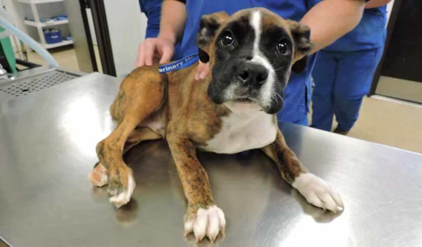 Diesel, a boxer puppy, was stomped on and thrown, resulting in fractures to hips and hind legs.