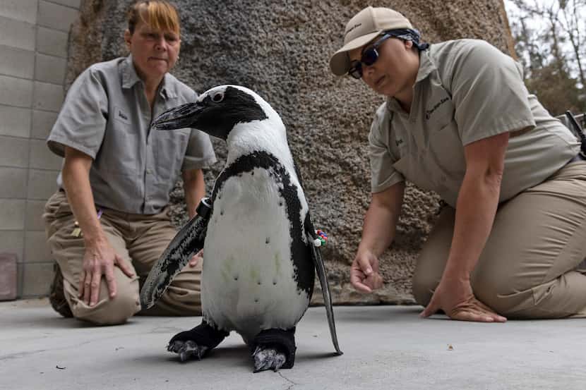 En esta imagen cortesía del San Diego Zoo Wildlife Alliance, las especialistas en el cuidado...
