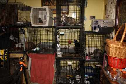 Some cats were found confined to crates full of feces, and others were roaming freely around...