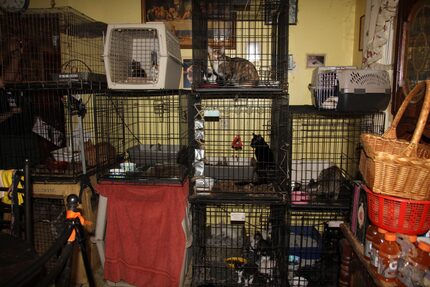 Some cats were found confined to crates full of feces, and others were roaming freely around...