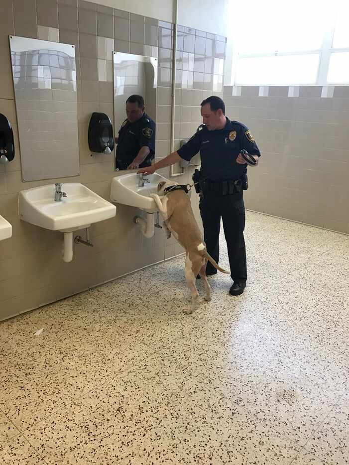 Athena took a water break Monday after sniffing around a Dallas ISD school. (Dallas ISD...