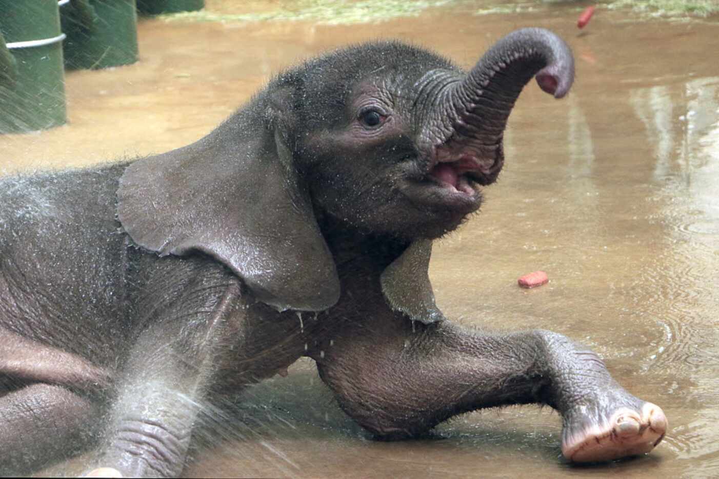 The Dallas Zoo's elephant calf Ajabu played in the water with his mother in June. The zoo...