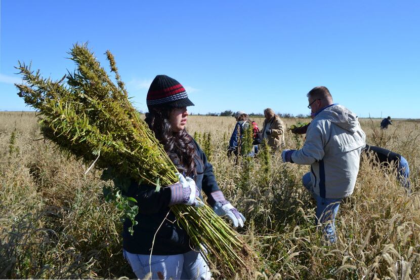 The Texas House passed a bill Tuesday that would allow farmers in Texas to grow hemp as an...