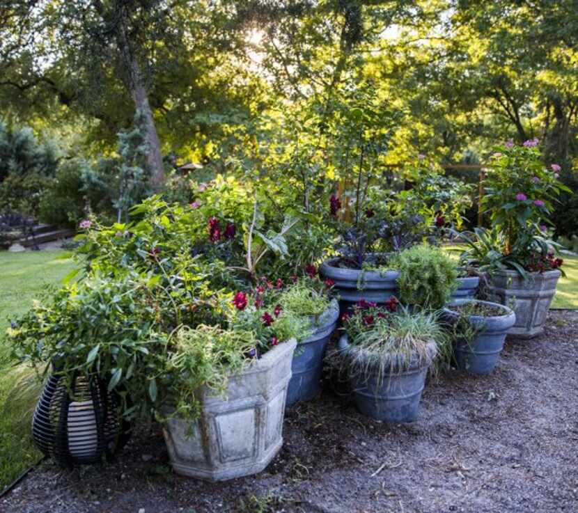 
Potted plants in the garden
