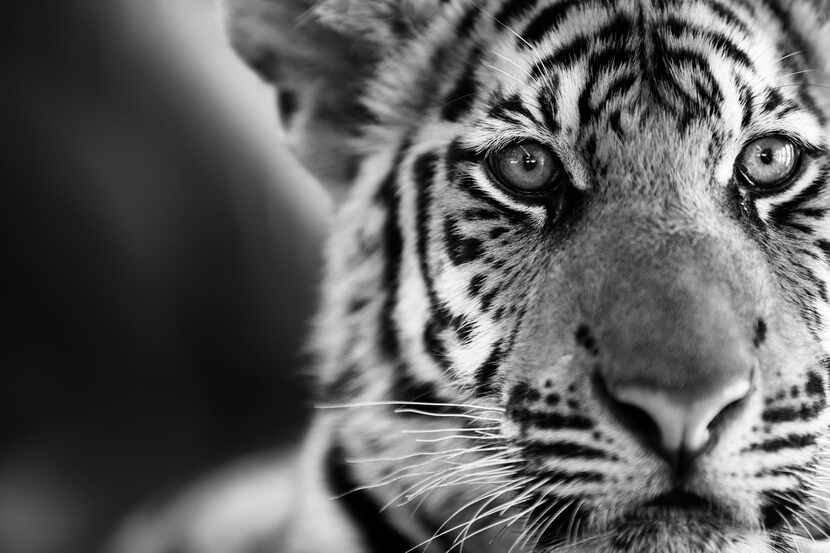 Black & White photo of a young tiger.