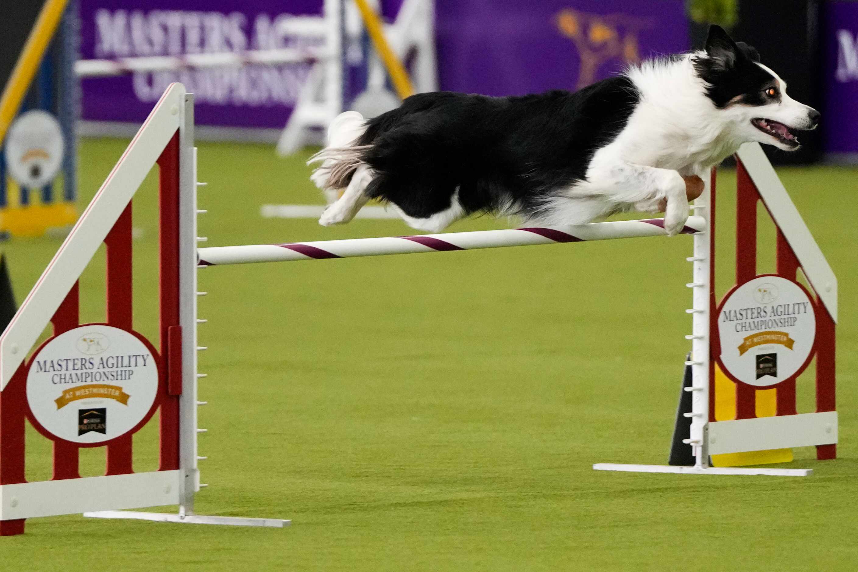 A dog competes in an agility competition during the 148th Westminster Kennel Club Dog show,...