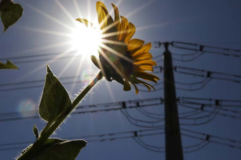 A sunflower stands against the backdrop of silhouetted power lines connecting to the...