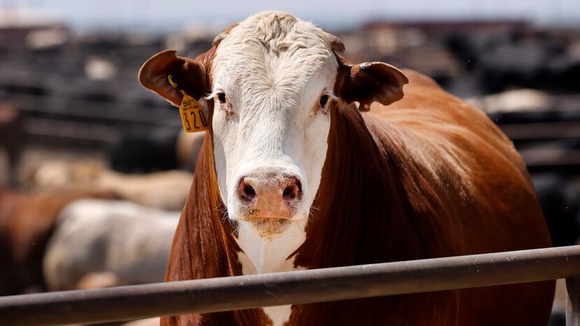 The SEC alleges {that a} Fort Value firm bought $191 million in a cattle contracts Ponzi scheme