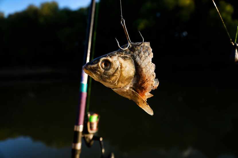 Odell Allen uses pieces of carp on his treble hook to fish for alligator gar on the Trinity...