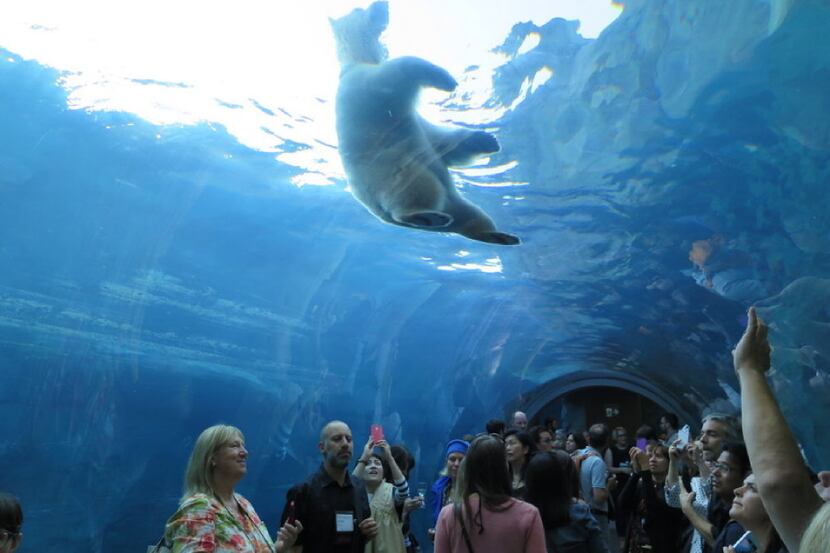 The Journey to Churchill at the Assiniboine Park Zoo in Winnipeg is a wonderful way to learn...