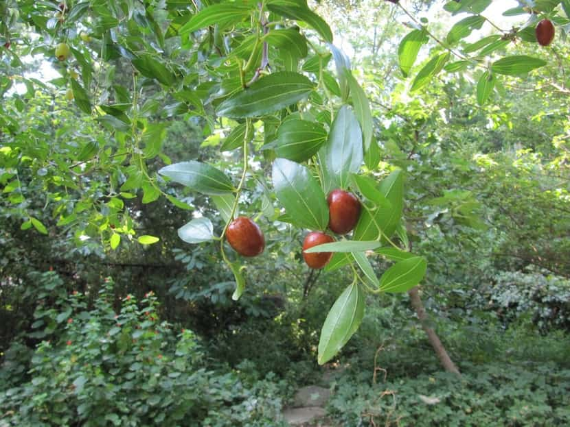 Jujube is a shade tree that produces edible fruit. 