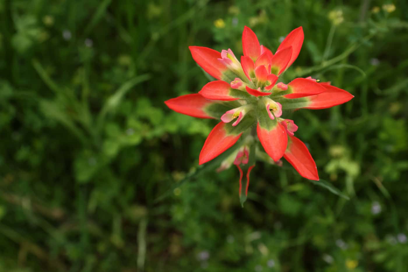 A Texas paintbrush blossoms at Goat Island Preserve in southern Dallas County.