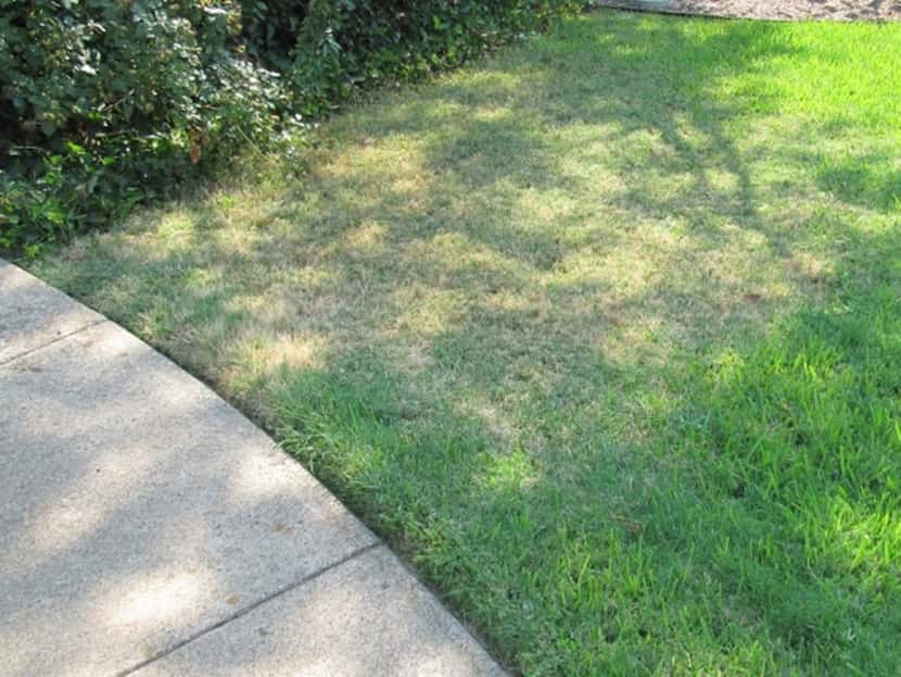 Grubs, chinch bugs and irrigation can cause problems in St. Augustine lawn 