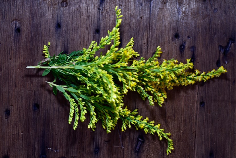 Foraged goldenrod at the Texas A&M AgriLife Research Center in Richardson. 