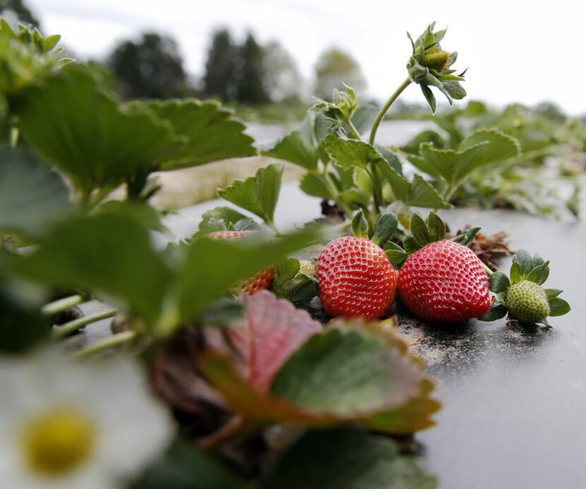 Strawberries at Highway 19 Produce & Berries in Athens