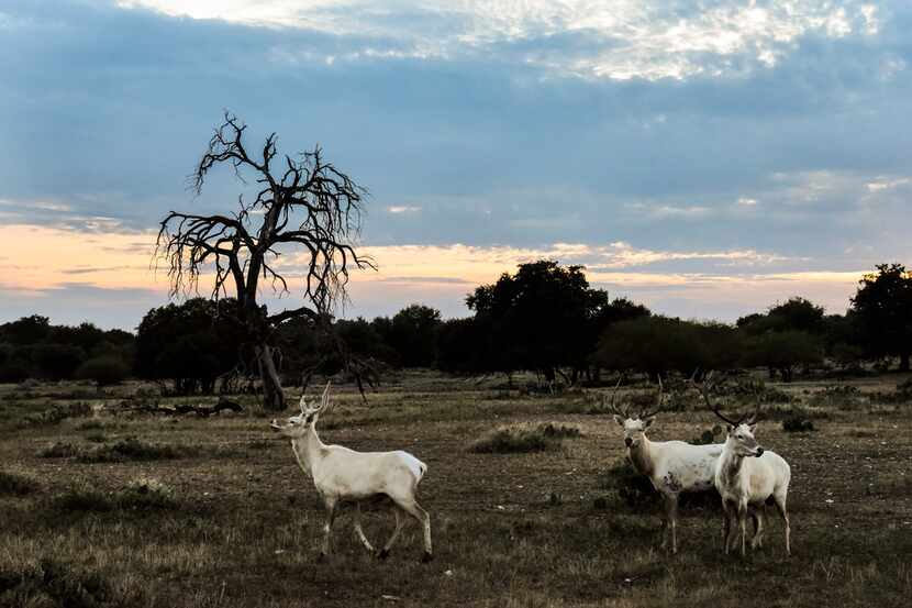 White stags and white elk graze at sunset on the Ox Ranch in Uvalde, Texas, Aug. 17, 2017....