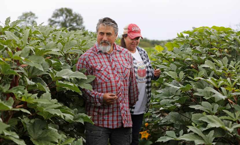 Roy and Sofia Martinez, owners of Rae Lili Farms in Cooper, walk among the okra plants.