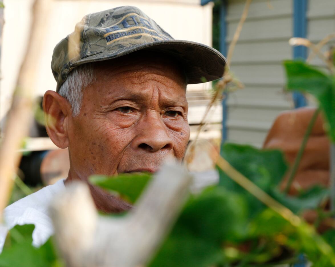Song Soth, 72, arrives at the garden early in the morning to tend to his plants. While he...