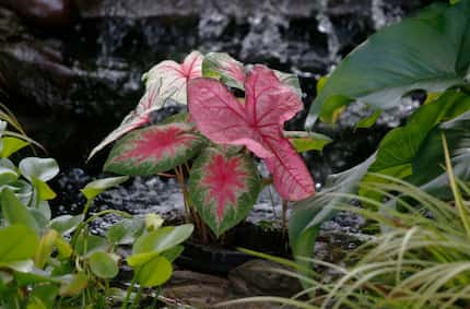 Kimberly Atchley planted caladiums in her pond.