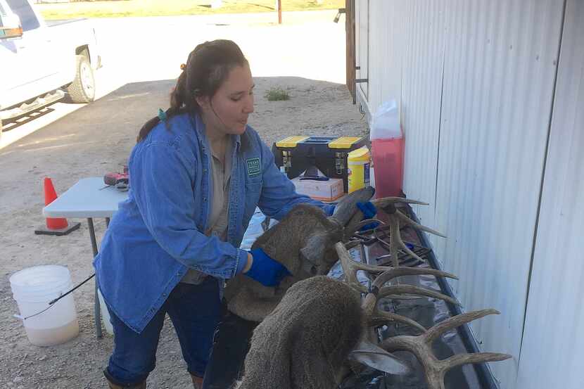A Texas Parks and Wildlife Department staffer at a chronic wasting disease check station...